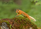 Red Squirrel jumping - #WL031