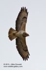 Common Buzzard in flight - #RA038
