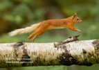 Red Squirrel jumping along a fallen tree - #WL033