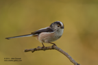 LTT, Long Tailed Tit - #GB012