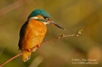 A beautiful lady Kingfisher (Queenfisher) - #KF046