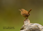 A Scottish Wren - #GB0053