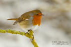 Snowy Robin - #GB040