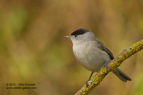 Male Black Cap - #GB011