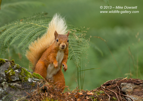 Red Squirrel in the bracken - #WL032