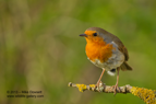 Robin Red Breast - #GB010