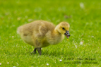 Canada Goose Gosling - #WB052