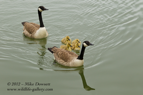 Canada Geese family - #WB036