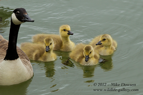 Canada Geese family - #WB037