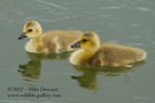 Canada Geese Goslings - #WB038
