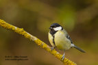 Great Tit - #GB009
