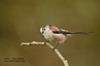LTT, Long Tailed Tit - #GB008