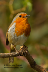 Robin - #GB007