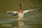 Mallard Duck wing flap - #WB011
