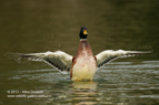 Mallard Duck wing flap - #WB008