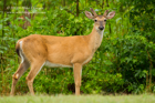 White Tailed Doe - #DR046