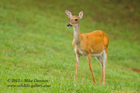 White Tailed Doe - #DR045