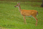 White Tailed Doe - #DR044