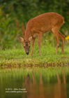 Scottish doe, drinking from a loch - #DR042