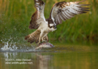 An Osprey with a trout from a Scottish Loch - #OS029