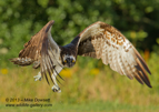 A rare Osprey miss - #OS025