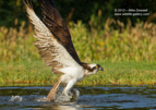 Take off. An Osprey emerges from the loch with a fish - #OS024