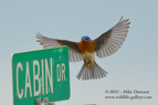 Blue Bird landing - #GB043