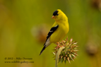 Goldfinch on a teasel - #GB031