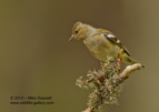 Female Chaffinch - #GB0055