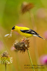 Goldfinch on a teasel - #GB032