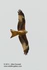Red Kite in flight - #RK031