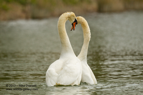 Swan lovers - #WB009