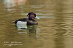 Tufted Duck - #WB015