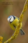Blue Tit - #GB023