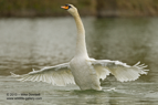 Mute Swan wing flap - #WB010