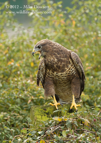 Common Buzzard - #RA014