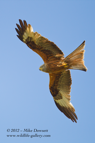Red Kite in flight - #RK027