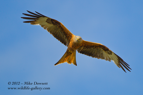 Red Kite in flight - #RK028