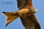 Red Kite in flight - #RK026