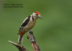 Nice Great Spotted Woodpecker (GSW) - #GB0054