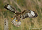 Common Buzzard landing - #RA016