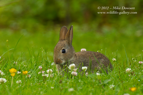 Baby Rabbit in grassy meadow - #WL043