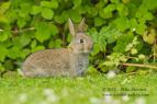 Small Rabbit, outside the warren - #WL044
