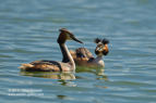 Pair of Great Crested Grebes - #WB005