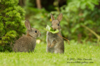 What leaf? Playful baby Rabbits - #WL042
