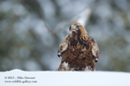  Golden Eagle - #EG022