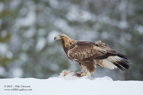 MINE, a Golden Eagle with its breakfast - #EG021