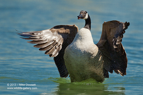 Canada Goose wing flap - #WB007