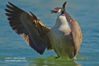 Canada Goose wing flap - #WB006