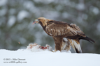 Frozen meat, Golden Eagle with prey - #EG020